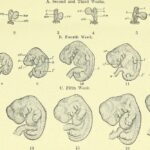 a-text-book-of-embryology-for-students-of-medicine-electronic-resource-1907-73facd-10248597556397995534796