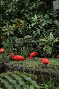 scarlet ibises in a botanic garden