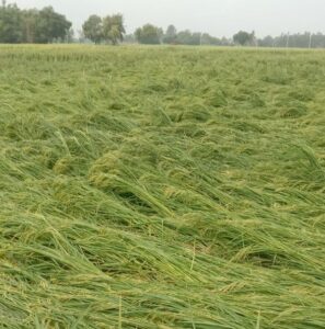 img-20240918-wa00491893008200810684217