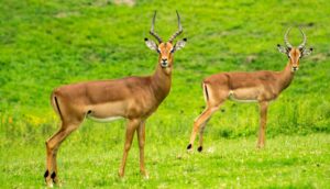 two brown deer