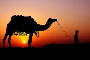 pushkar-rajasthan-286637-pixahive1959375850356420800