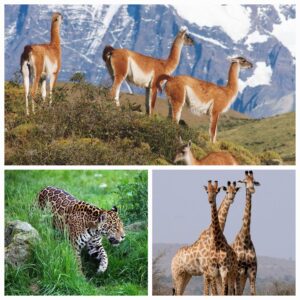 20241021_1857006479798060018811312