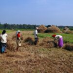 paddy_harvest_rice_workers_countryside_farm_farming_kalghatgi-11143376274570496935679756.