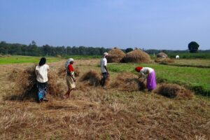 paddy_harvest_rice_workers_countryside_farm_farming_kalghatgi-11143376274570496935679756.