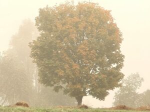misty autumn tree in foggy landscape