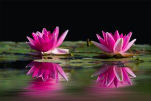 water-lilies-pink-water-lake-462311880234100745627088