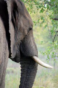 grey elephant beside green leafed tree