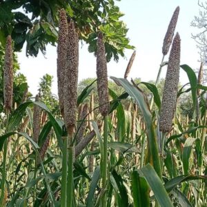 img-20241031-wa01671406957476614449136