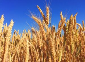 img-20250116-wa00014867113188727851810