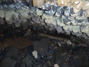 manganese-c5f9e1-10246522742681145480632