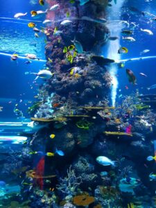 shoal of fish underwater