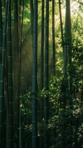 stockcake-serene bamboo forest_17564718358793204656154295941.