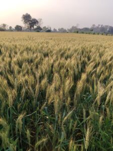 img_20260325_1710446584076049116866970