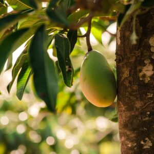 StockCake-Lone_Mango_Tree-264936-medium
