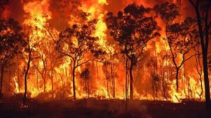 stockcake-intense_forest_fire-496406-medium6350164409268294696