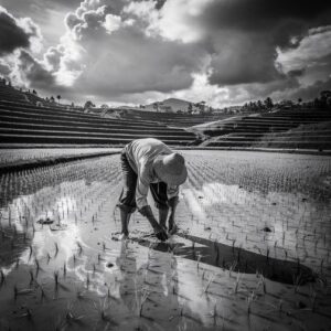 stockcake-planting_rice_seedlings-4589575-medium4129711193190784745