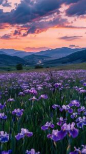 stockcake-sunset_mountain_blooms-651218-medium4185639646280518081