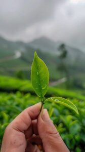 stockcake-tea_leaf_close-up-493752-medium974648687653508875